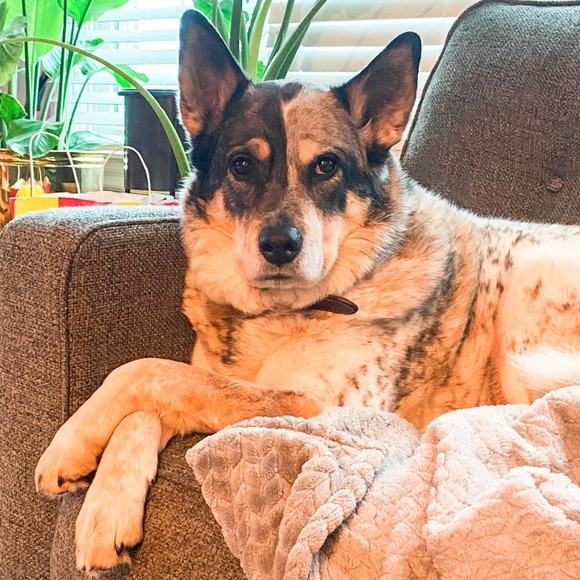 Meet your Posher, Alex - Picture 1 of 1